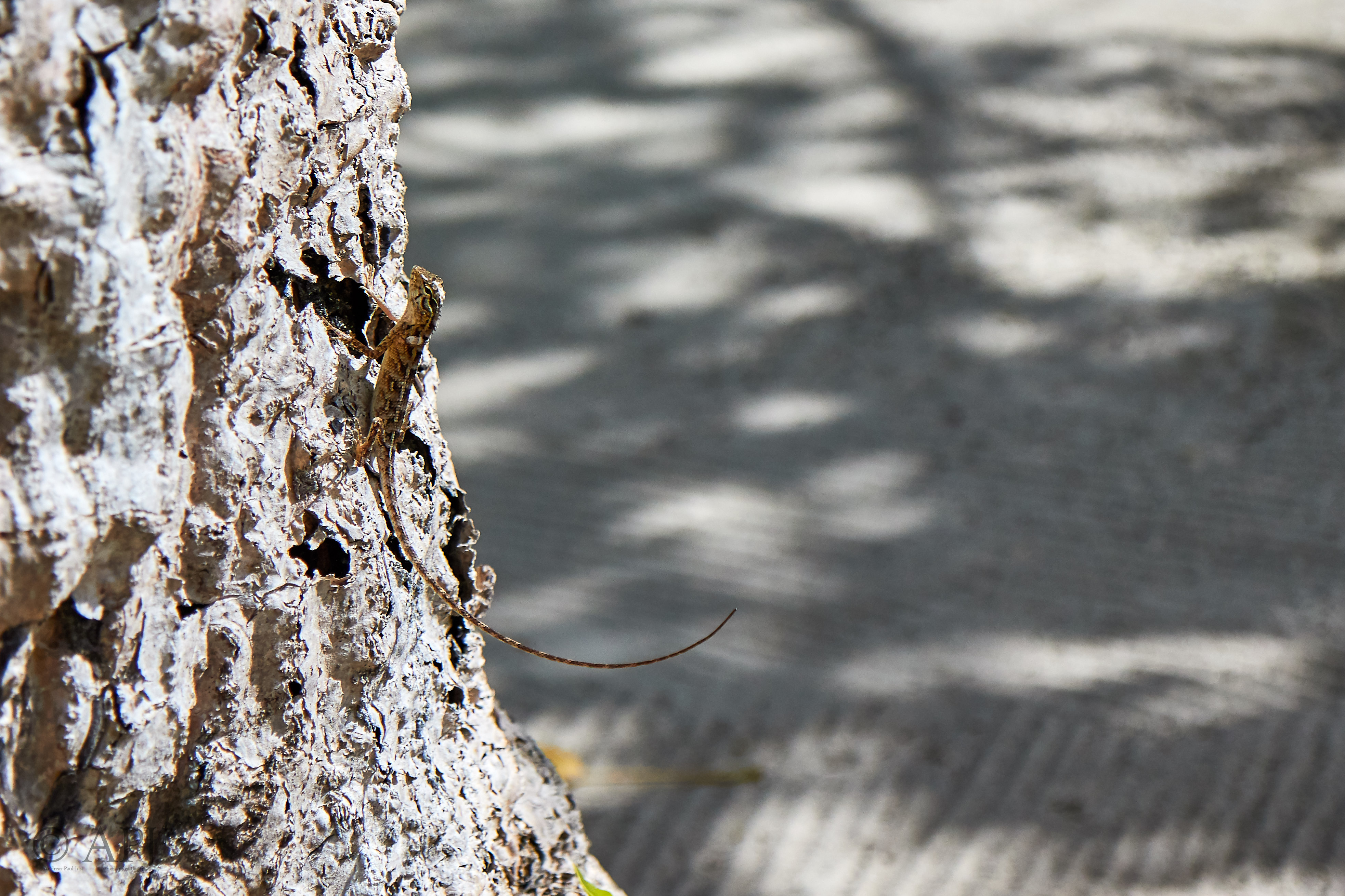 003915 21 08 17  Canon EOS 7D Mark II   Malediven2017